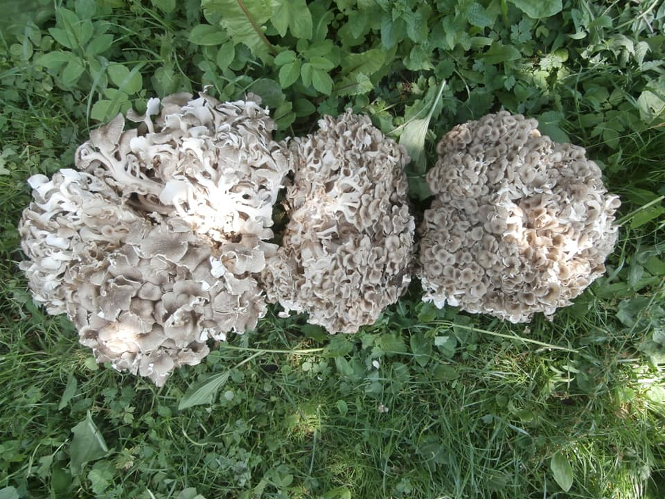 Ціна на гриби баранячі роги: де придбати та скільки коштують в Україні