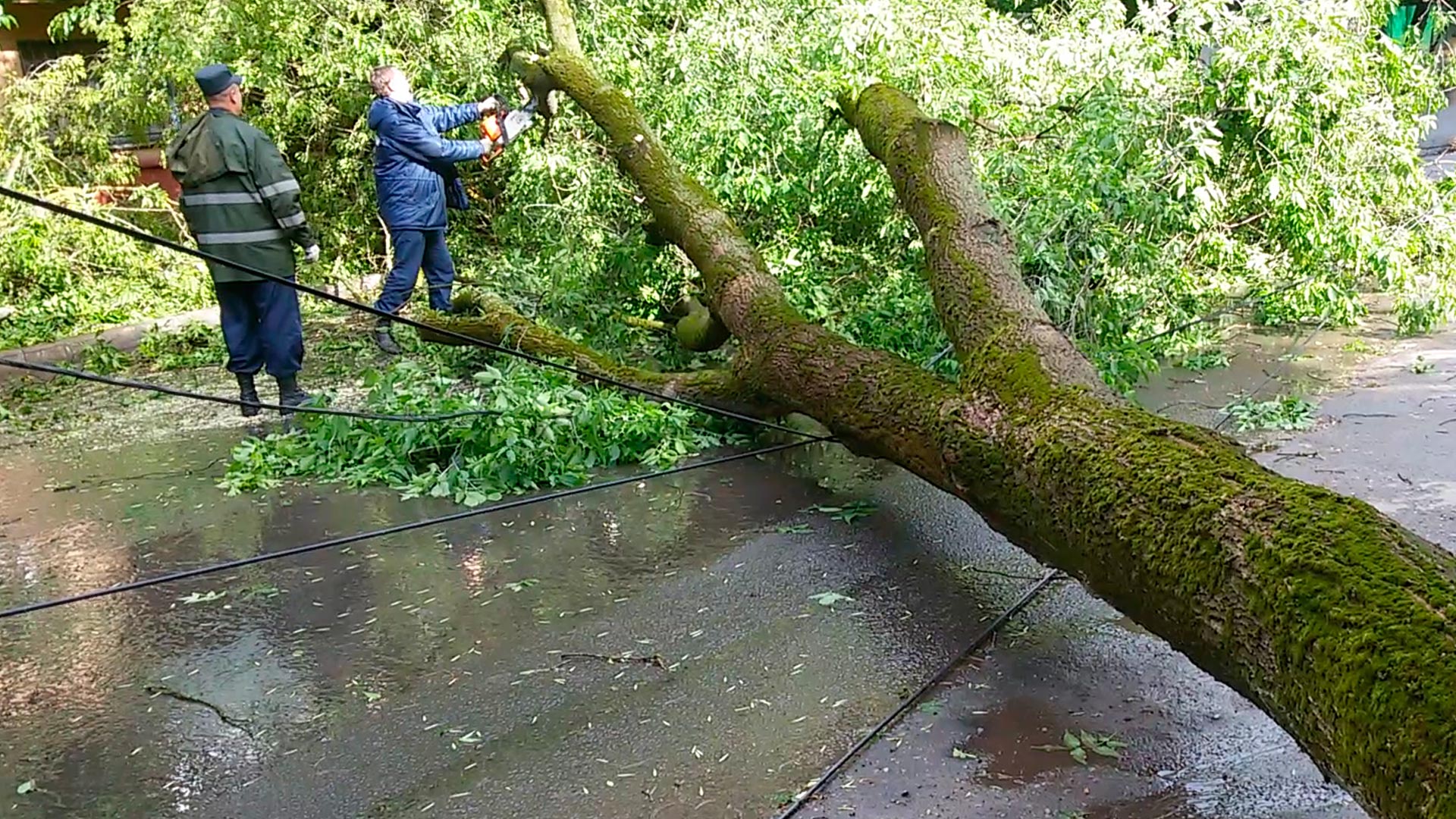 Поваленные деревья. Упавшее дерево. Поваленные деревья в городе. Упавшее дерево в городе. Поваленное дерево.